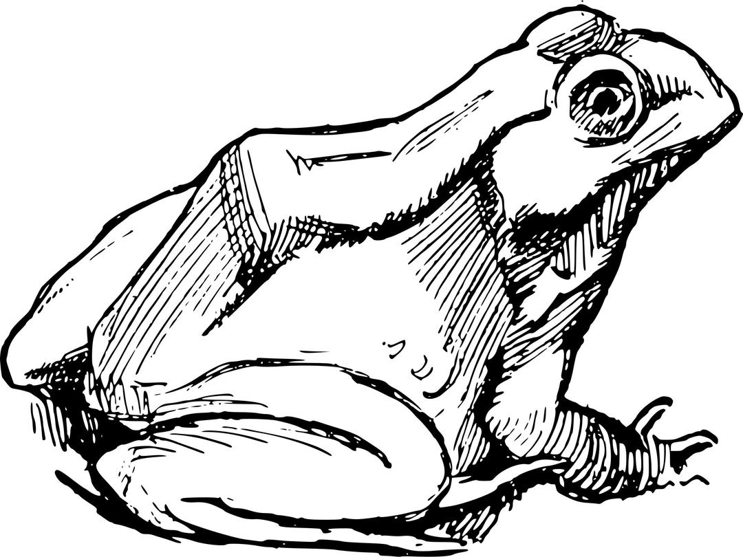 Simple Frog png transparent