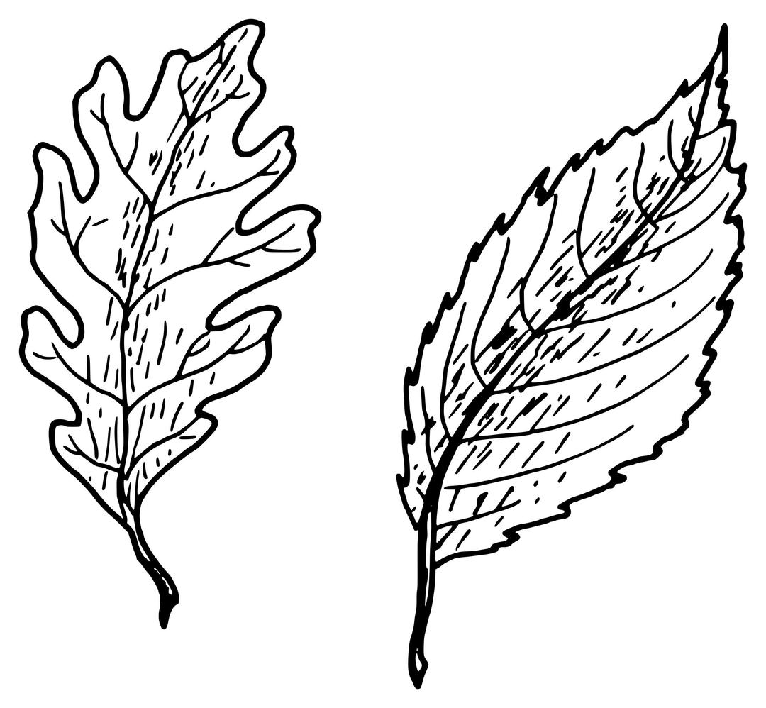 Simple leaves png transparent