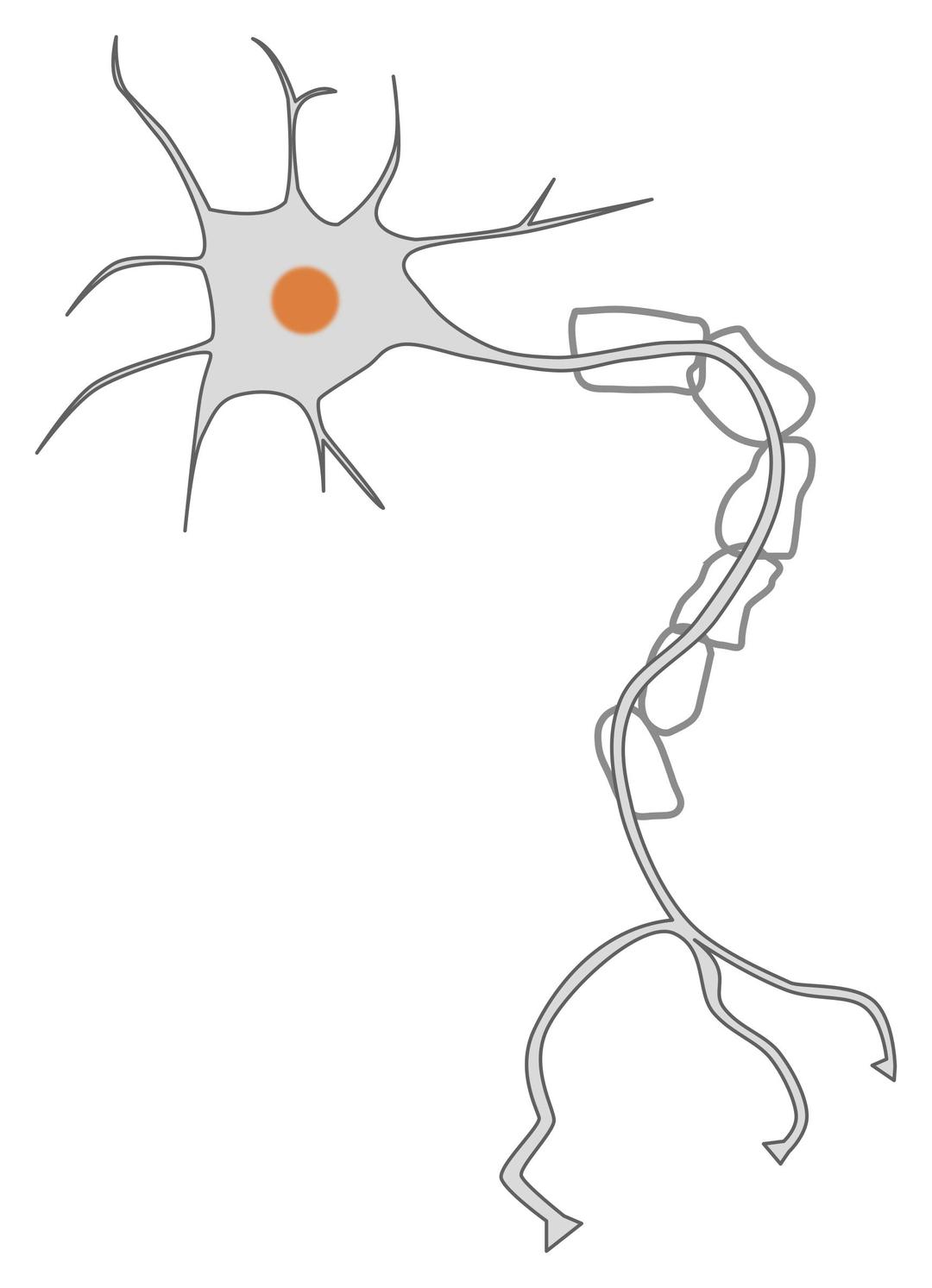 simple neuron png transparent