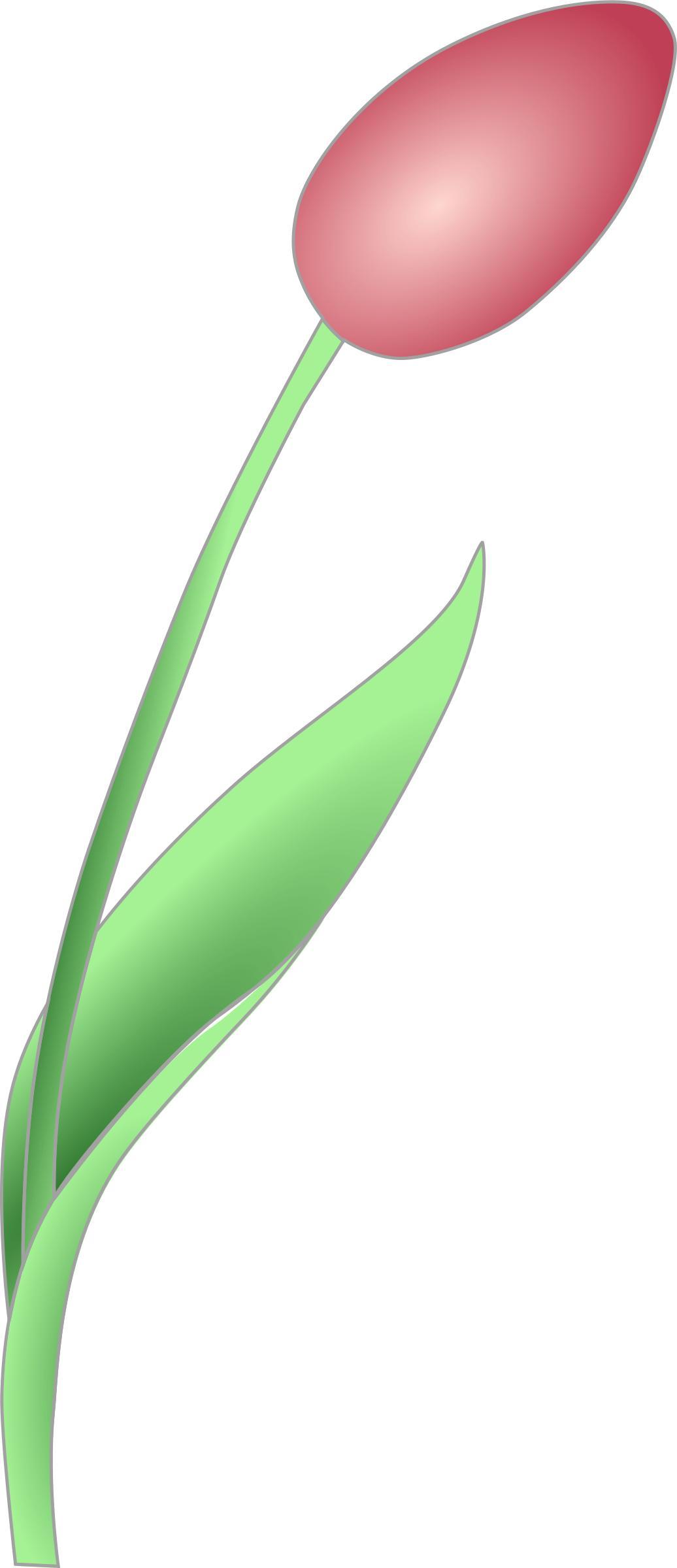 Simple Tulip png transparent