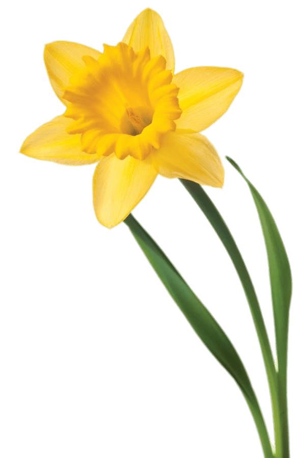 Single Daffodil png transparent