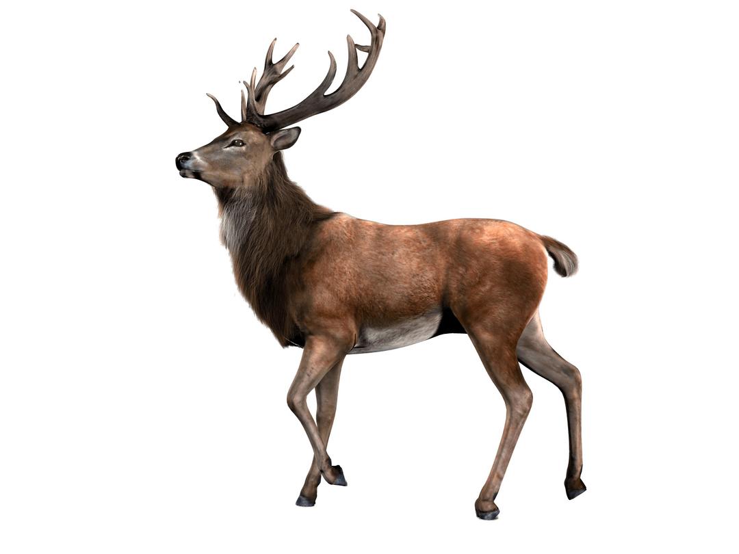 Single Deer png transparent