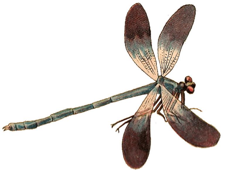 Single Dragonfly png transparent