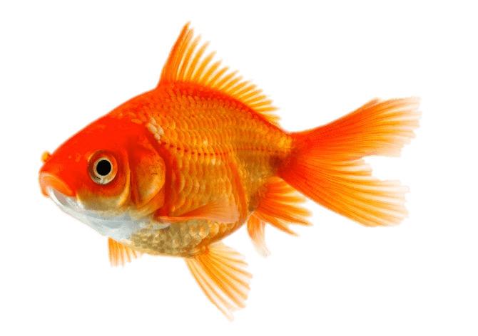 Single Goldfish png transparent