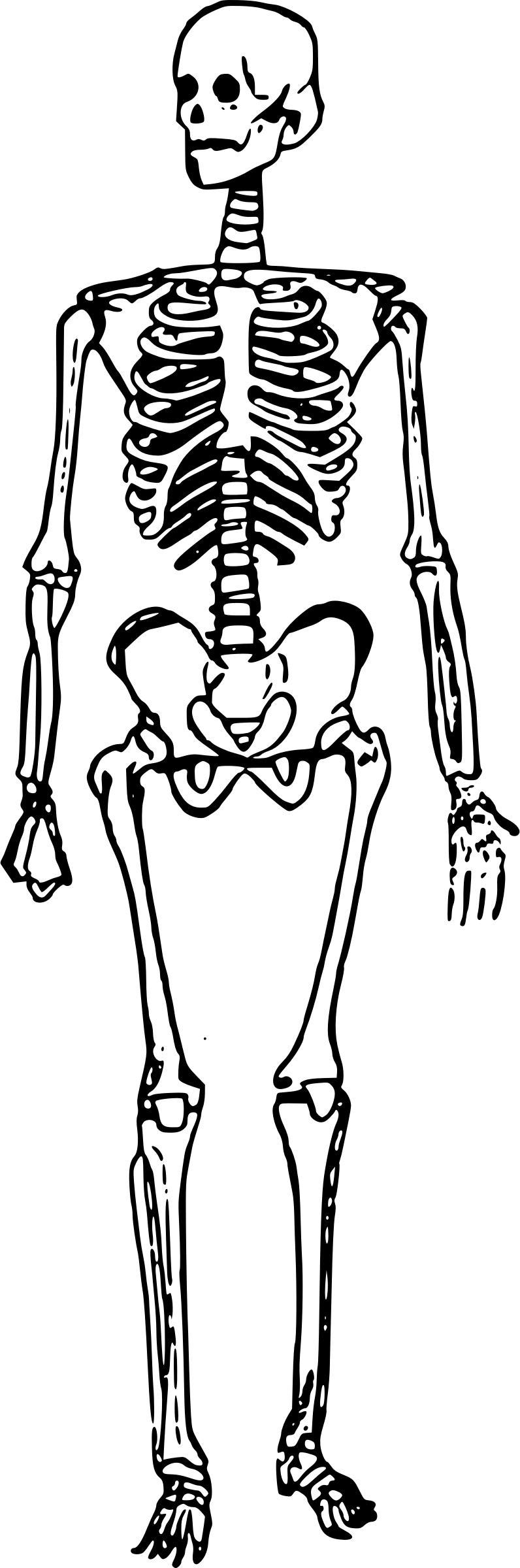 Skeleton Man Standing png transparent