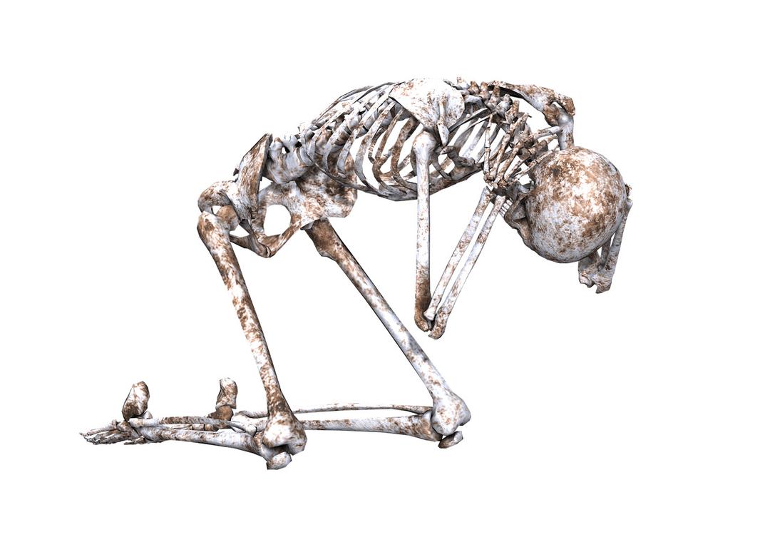 Skeleton on Its Knees png transparent