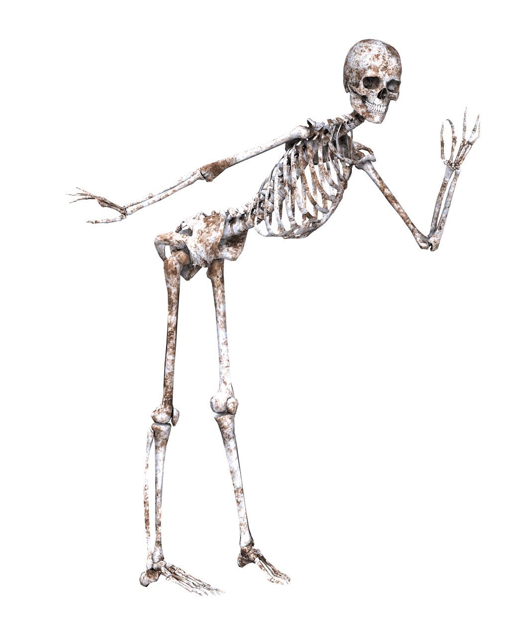 Skeleton Posing png transparent