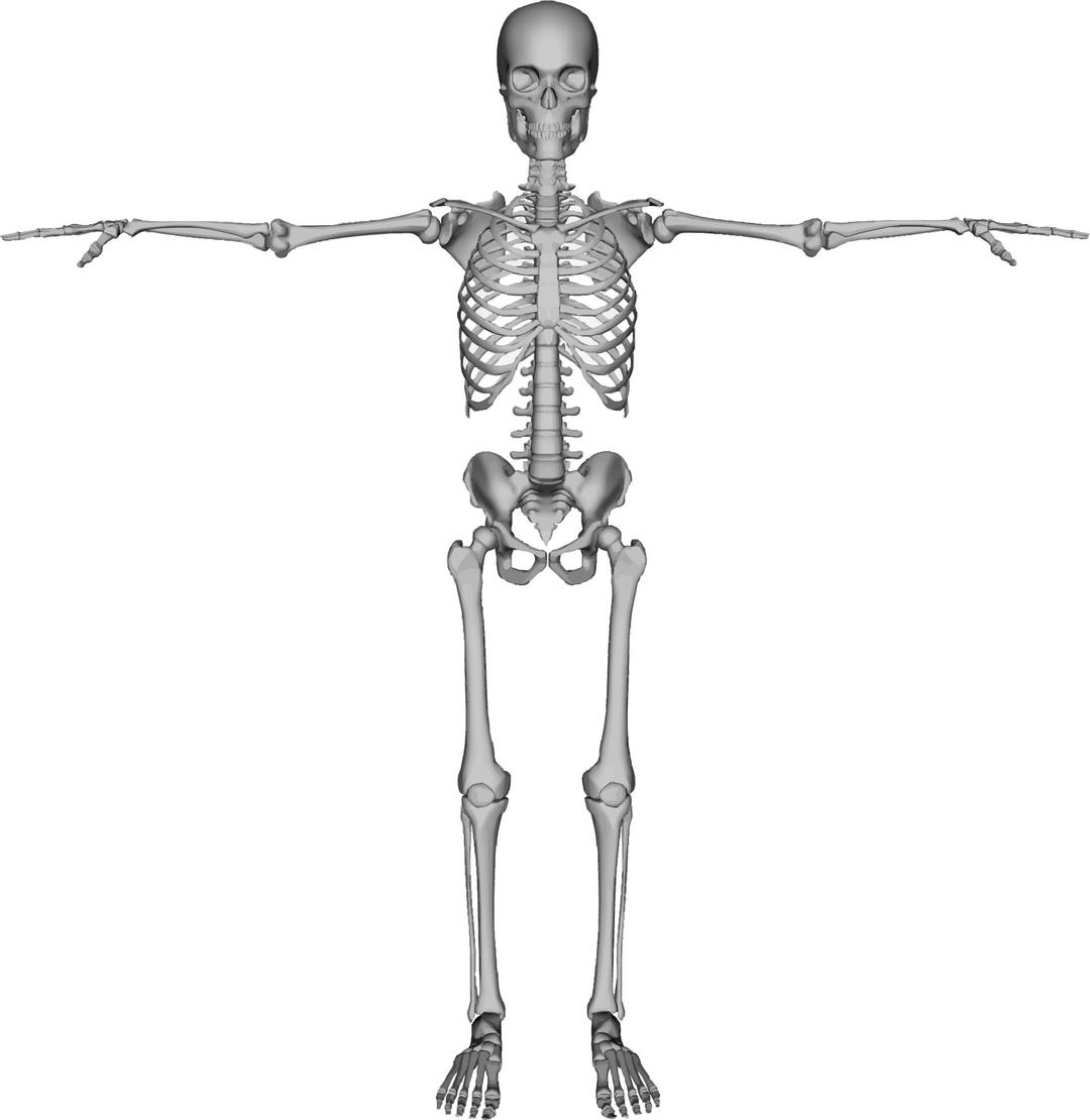 Skeleton With Arms Out png transparent
