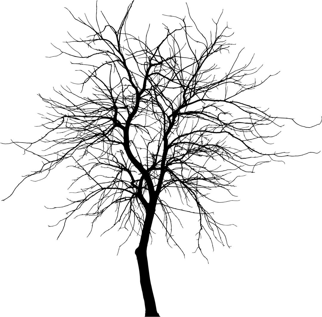 Skinny Tree Silhouette 4 png transparent