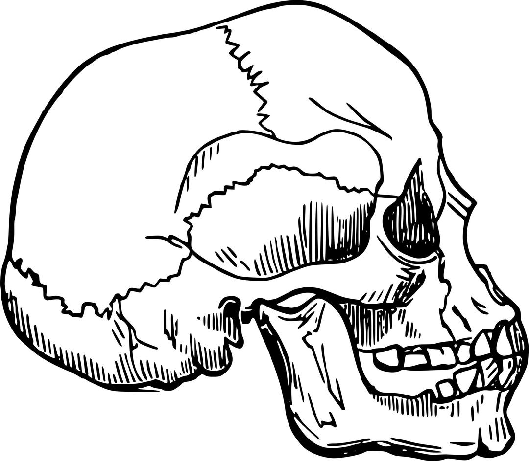 Skull 12 png transparent