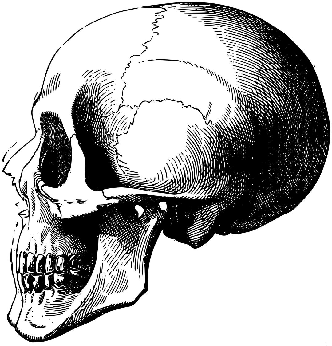 Skull 5 png transparent