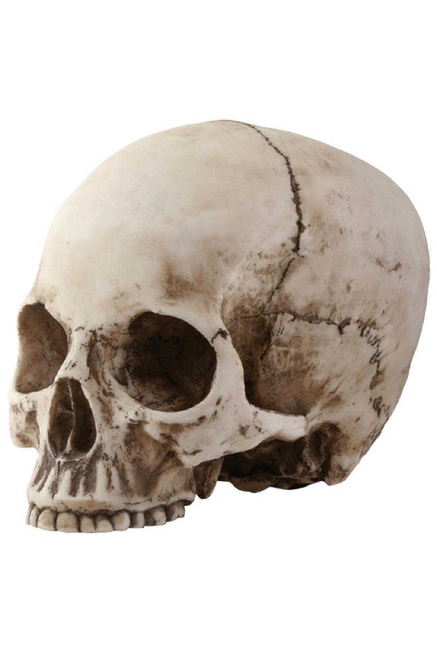 Skull Sideview png transparent