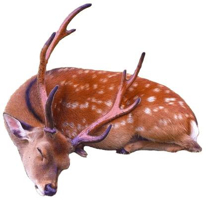 Sleeping Deer png transparent