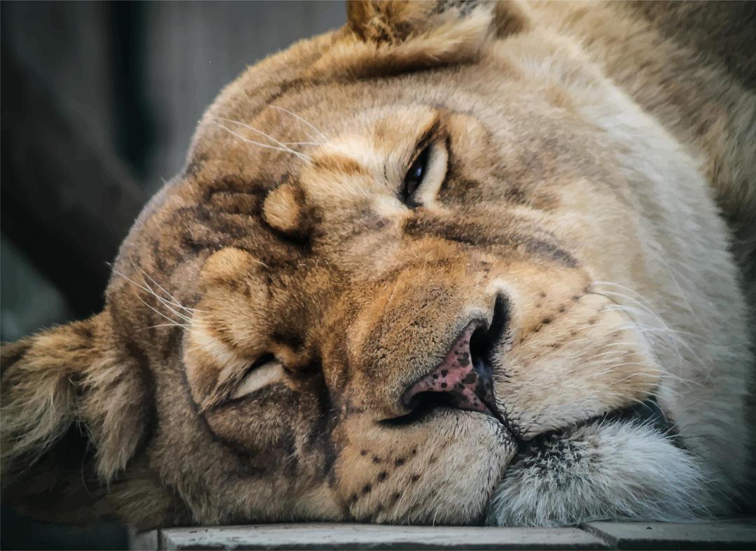 Sleepy Lion png transparent