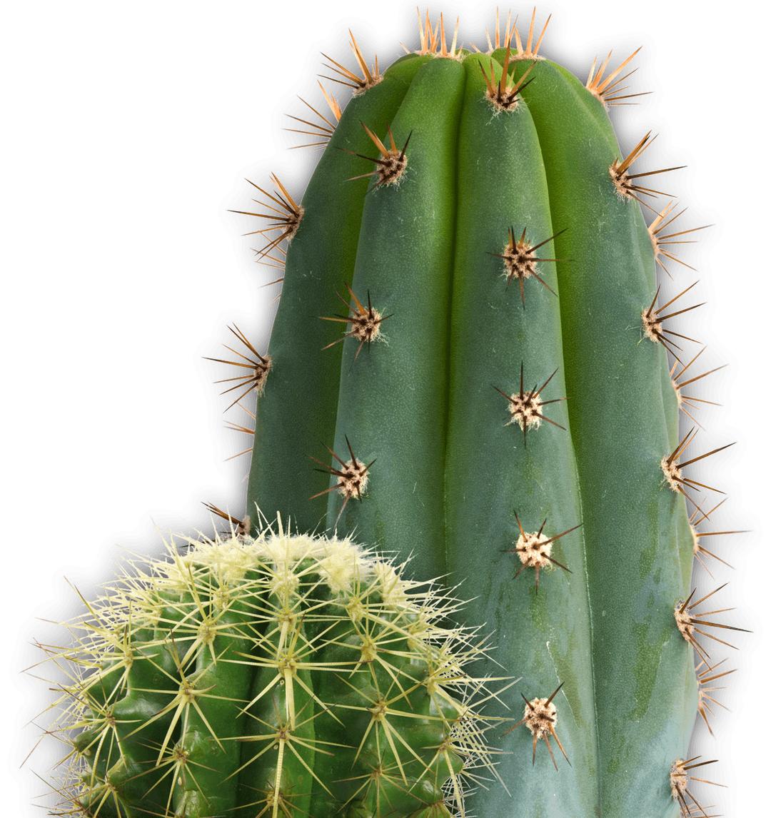 Small and Large Cactus png transparent