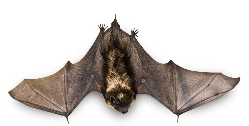 Small Bat Flying png transparent