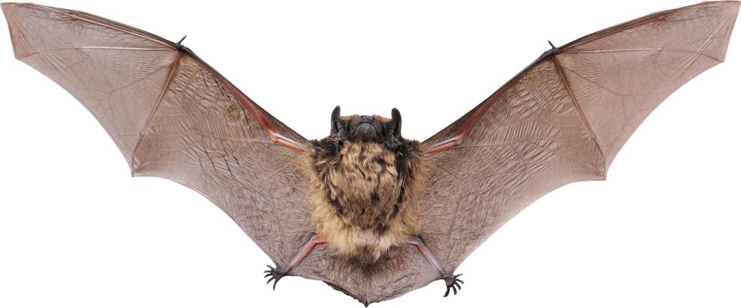 Small Bat Open Wings png transparent