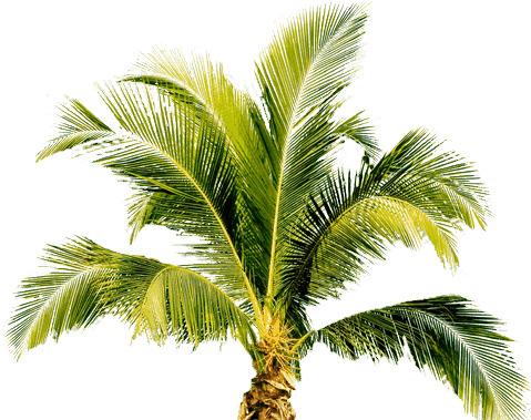 Small Palm Treet png transparent