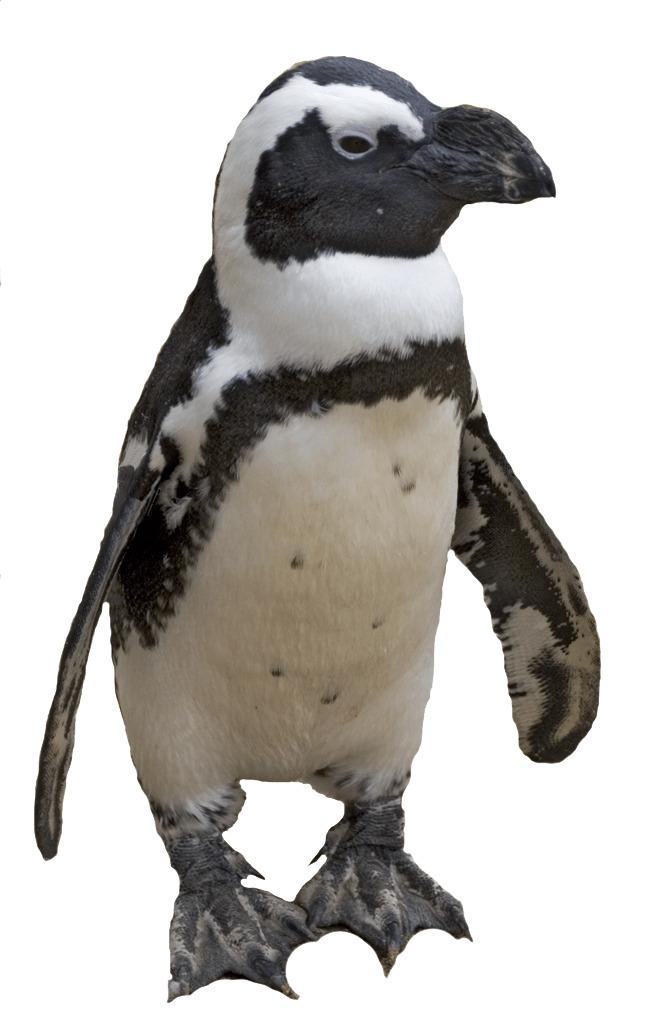 Small Penguin png transparent