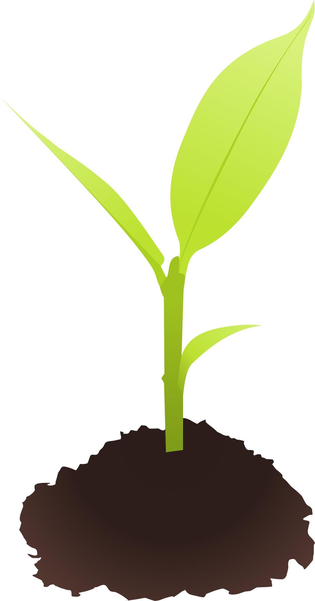 Small plant png transparent
