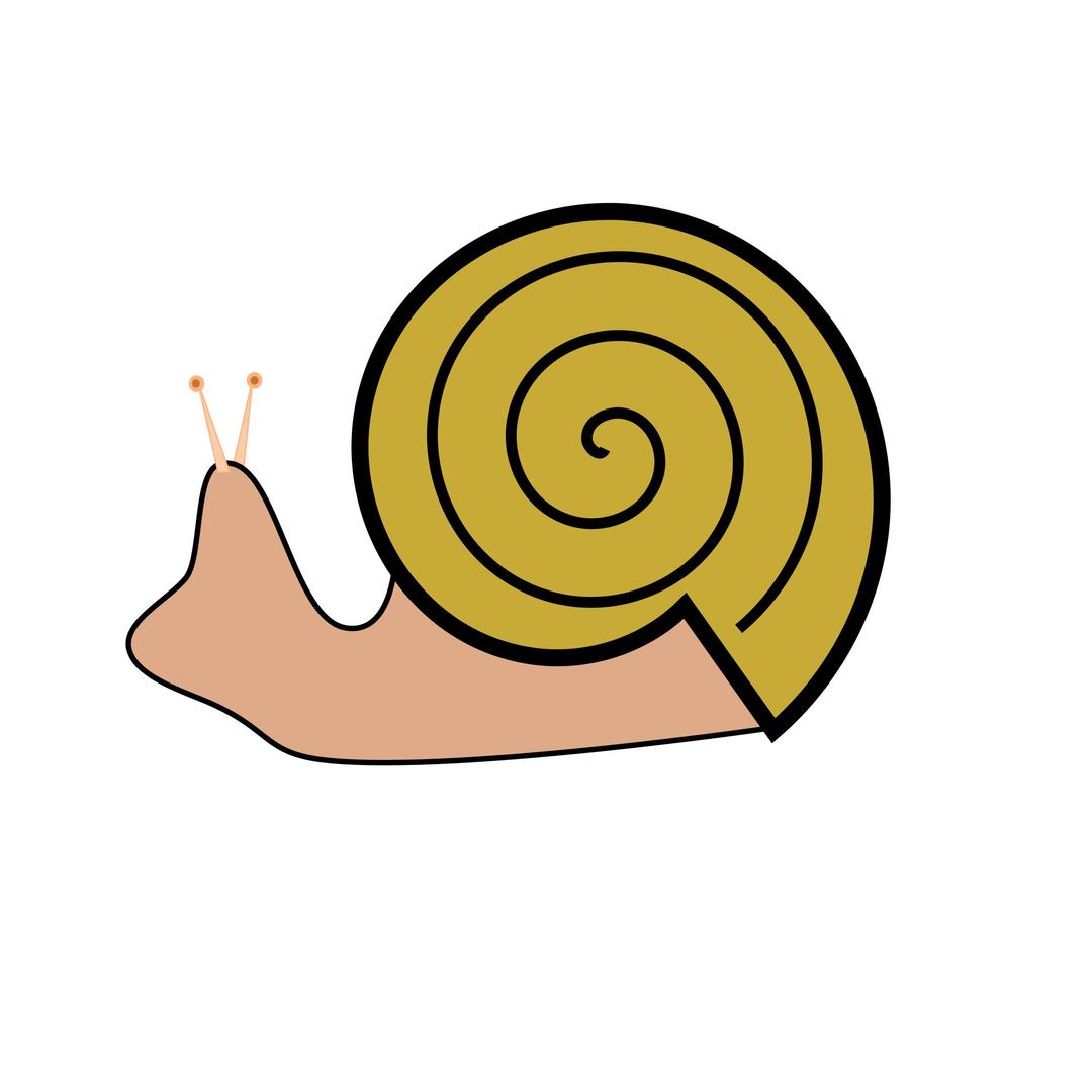 Snail png transparent