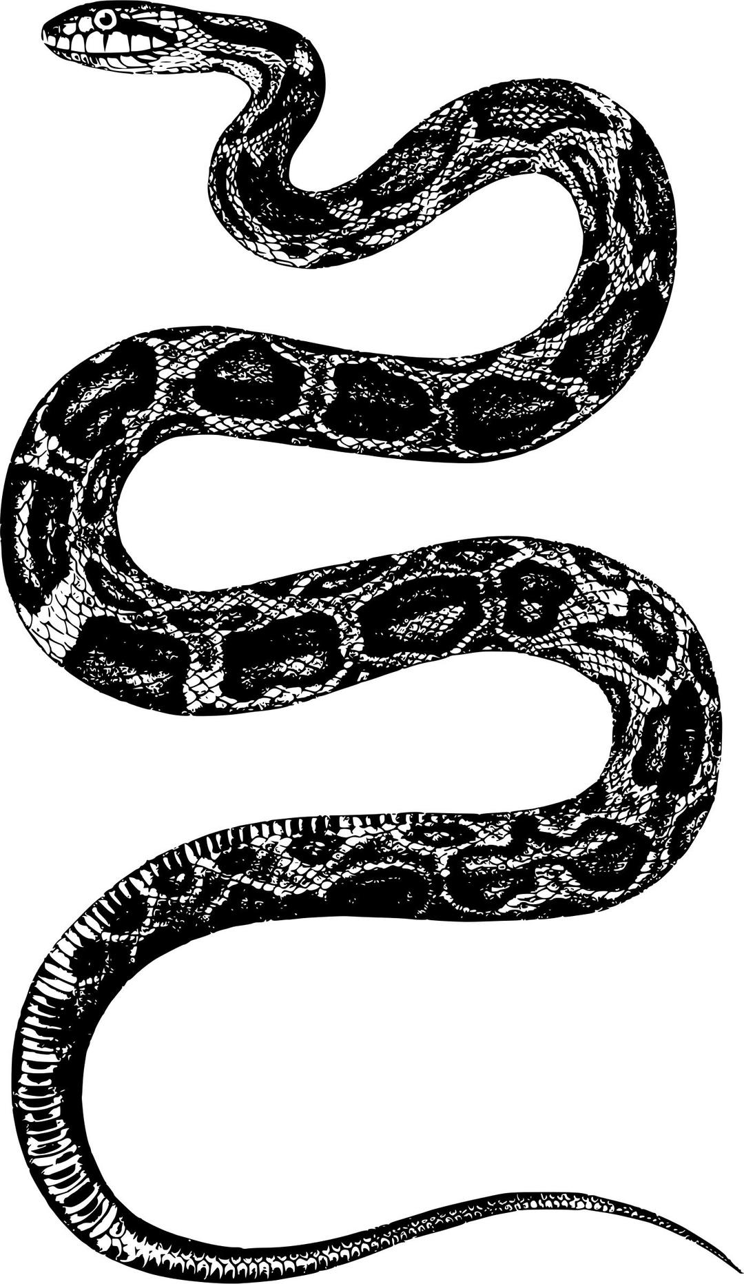 Snake 5 png transparent