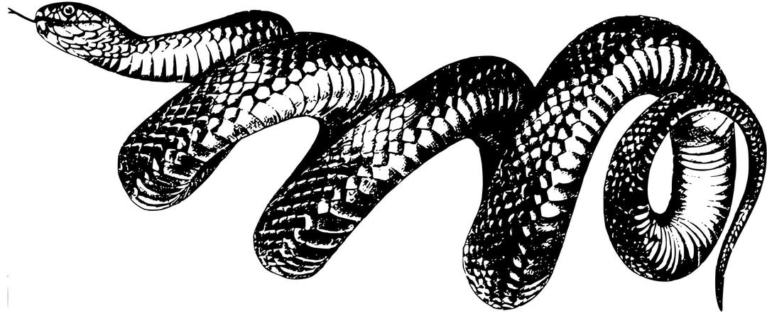 Snake 8 png transparent