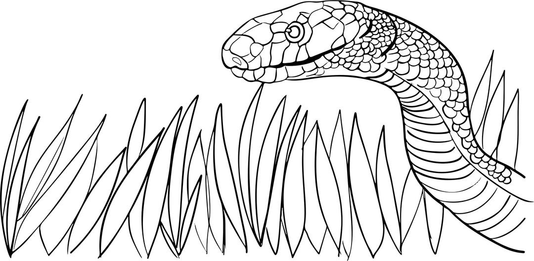 Snake In The Grass png transparent