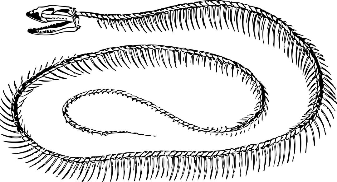 Snake skeleton png transparent