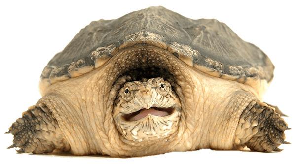 Snapping Turtle Front View png transparent