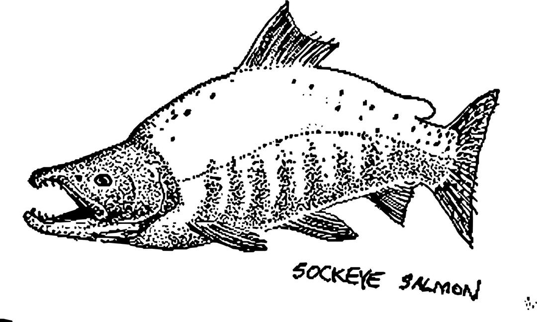 Sockeye Salmon mapitize png transparent