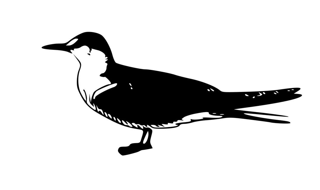 Sooty Tern png transparent