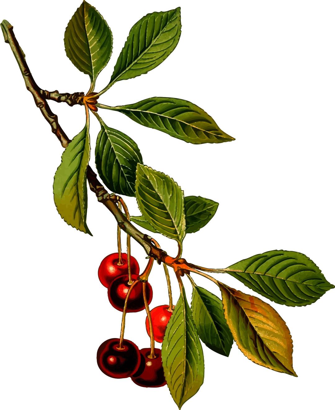Sour cherry tree 2 (detailed) png transparent