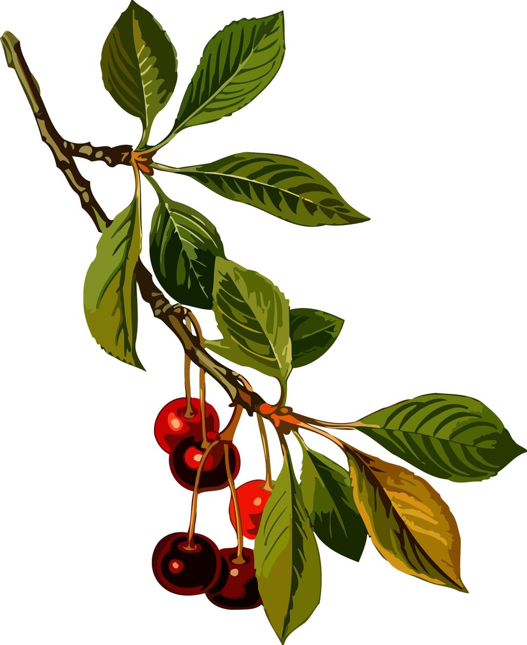 Sour cherry tree 2 (low resolution) png transparent