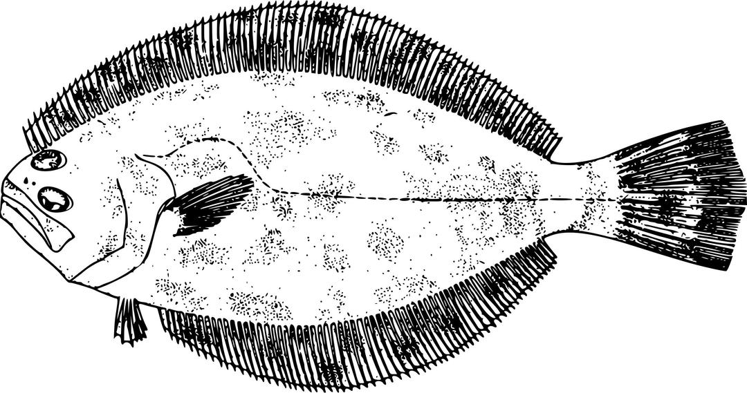 Southern flounder png transparent