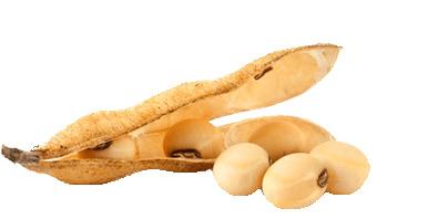 Soy Beans and Pod png transparent