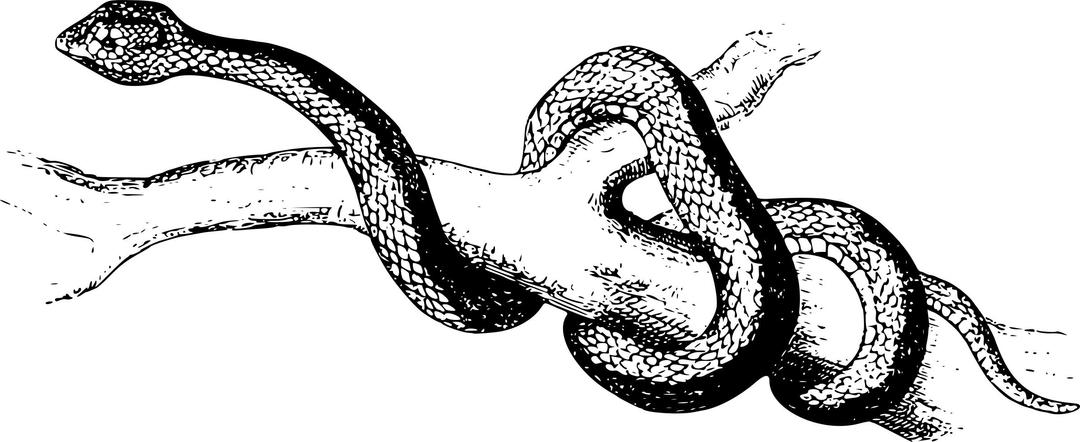 Spearhead snake png transparent