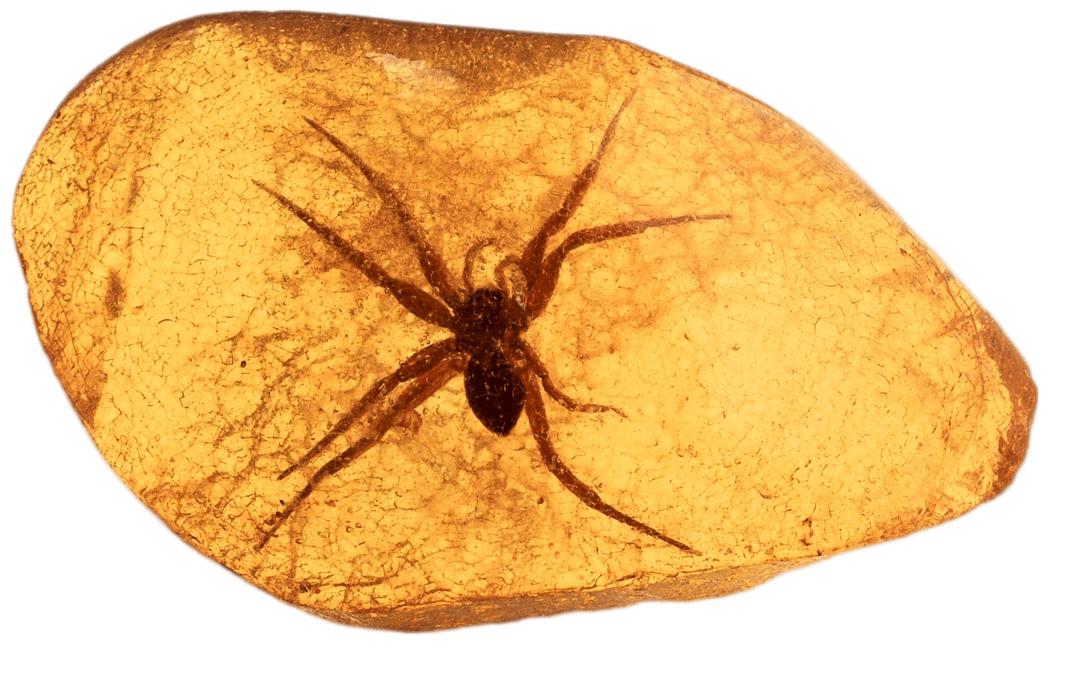 Spider Trapped In Amber png transparent