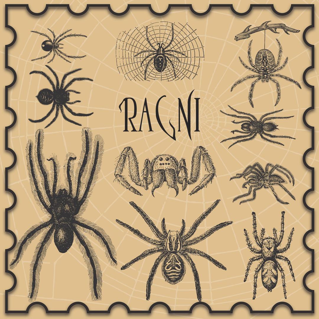 Spiders png transparent