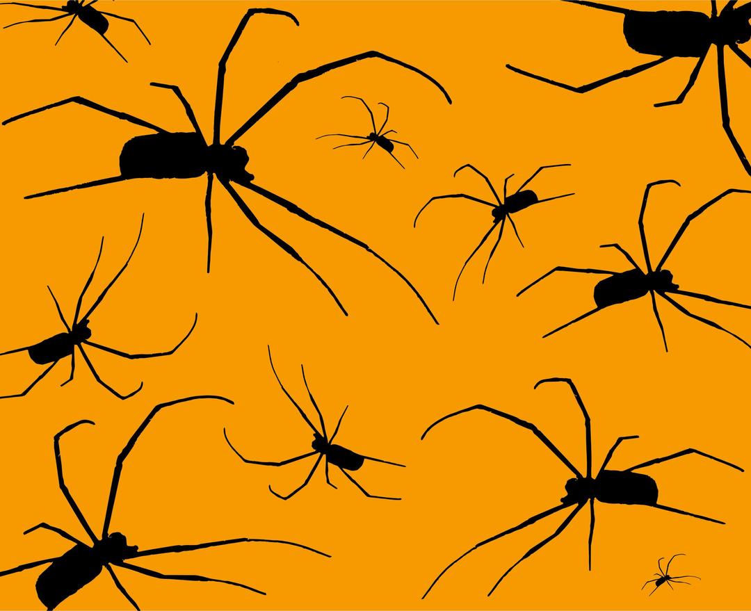 Spiders With Orange Background png transparent