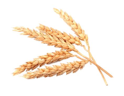 Spikes Of Wheat png transparent