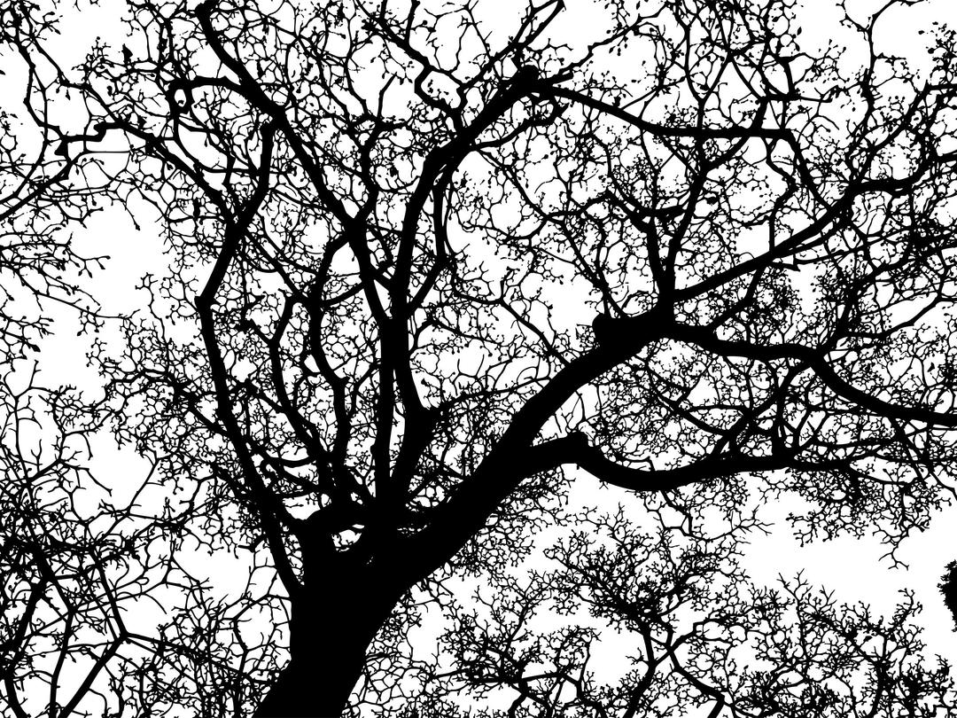 Sprawling Winter Tree Silhouette png transparent