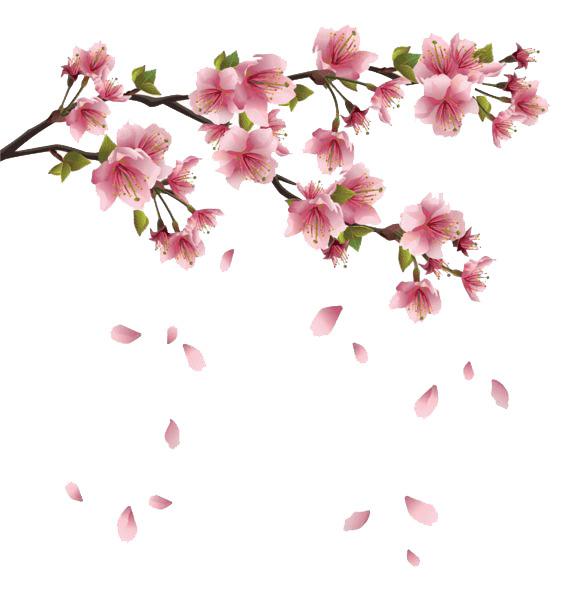 Spring Flowers Branches png transparent