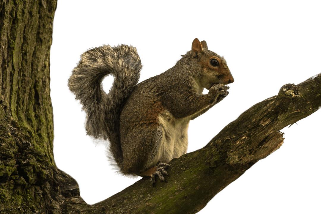 Squirrel on Tree Branch png transparent