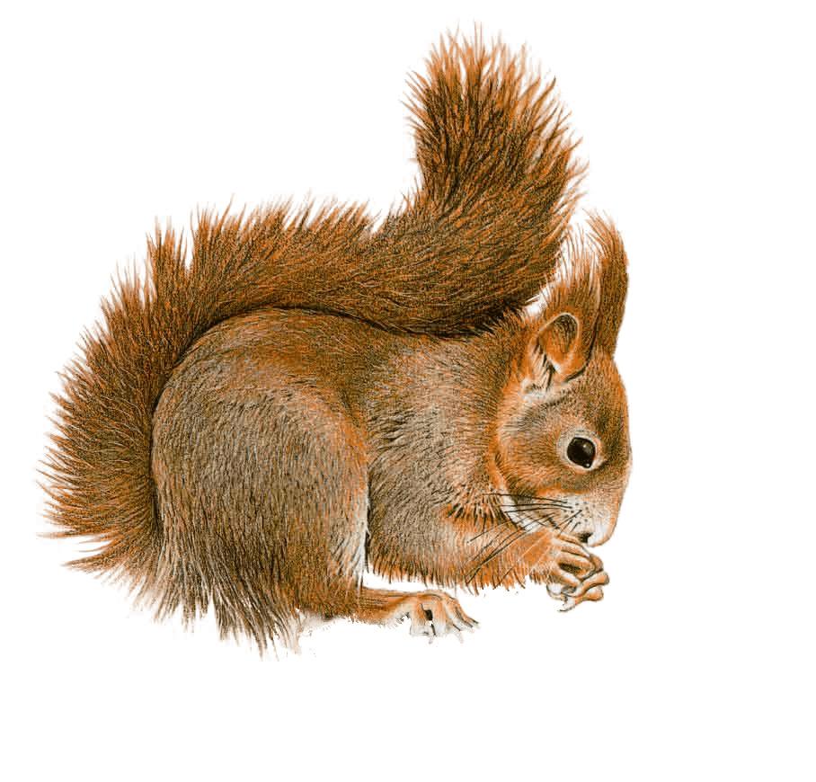 Squirrel Sideview png transparent