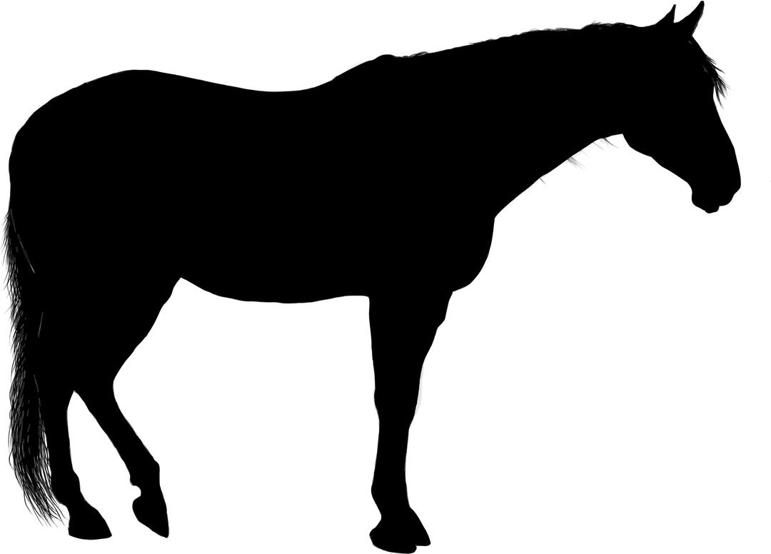 Standing Horse Silhouette png transparent