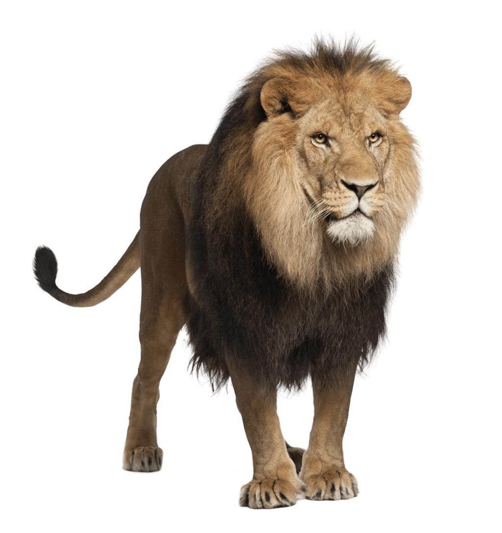 Standing Male Lion png transparent