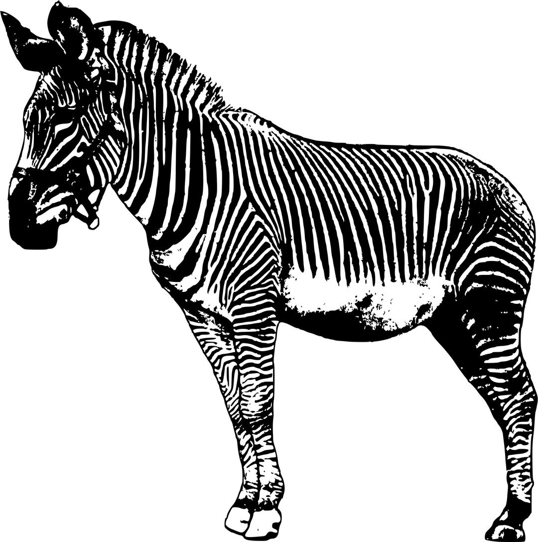 Standing Zebra png transparent