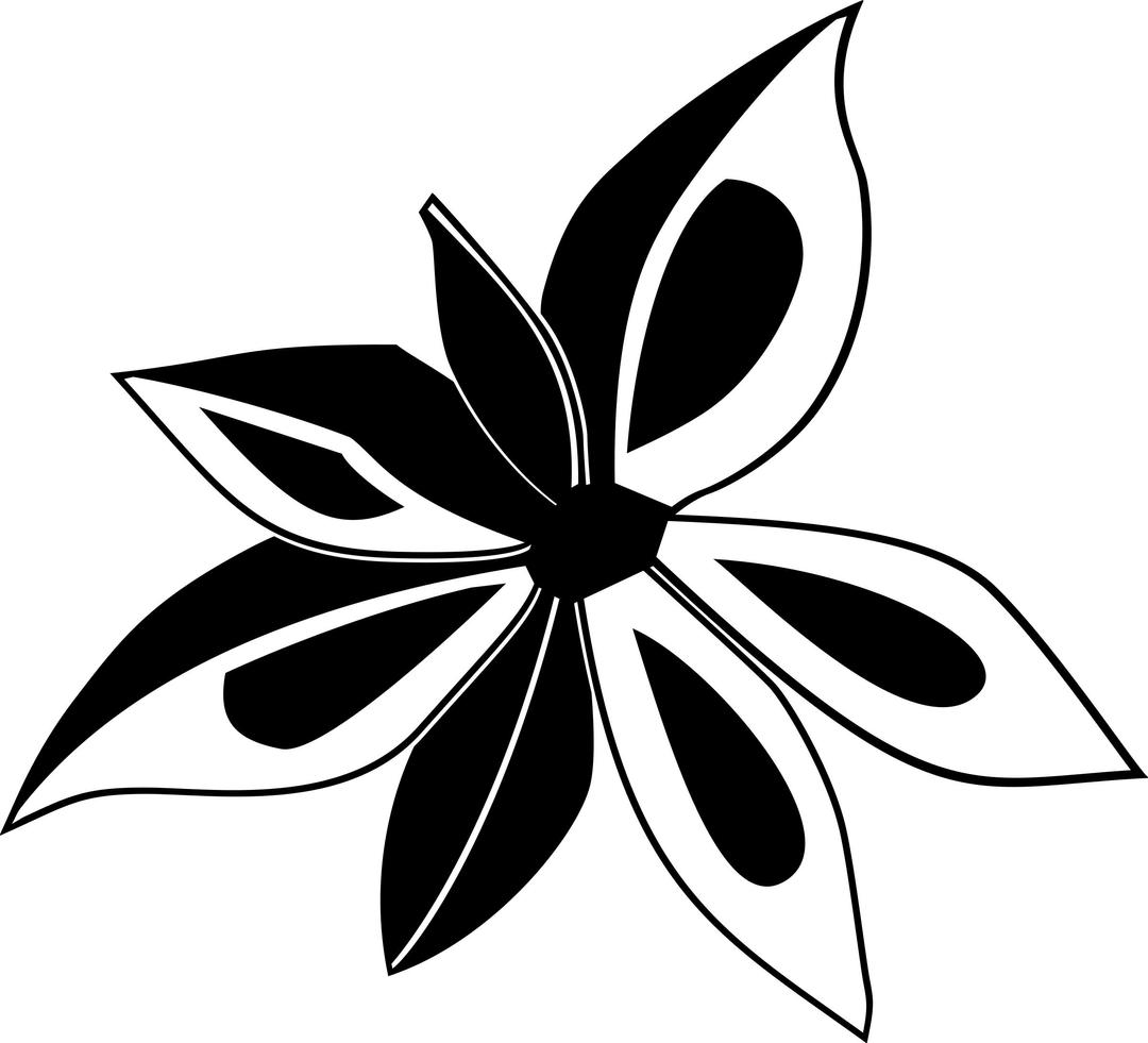 Star Anise png transparent