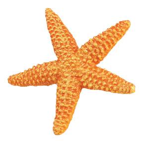 Starfish Orange png transparent